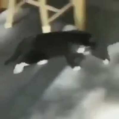 The new t-pose cat really funny