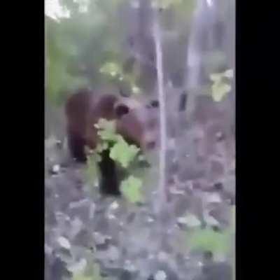 Bear Kicking