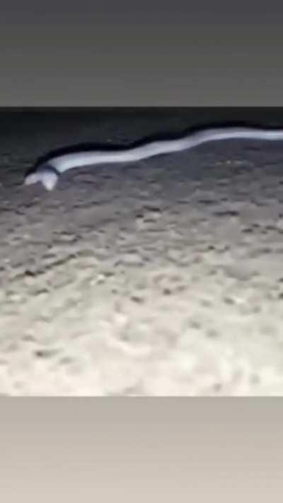 snake with legs