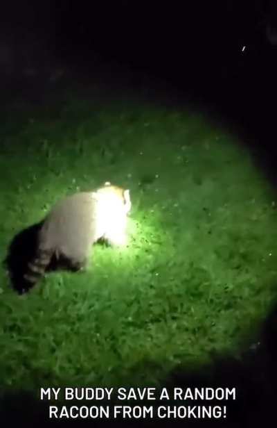 This bloke saved a racoon from choking.