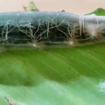 This Caterpillar