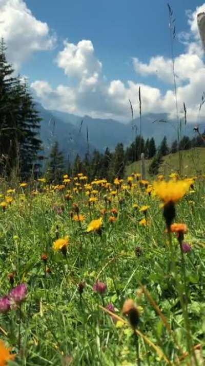 Flowers in the alps