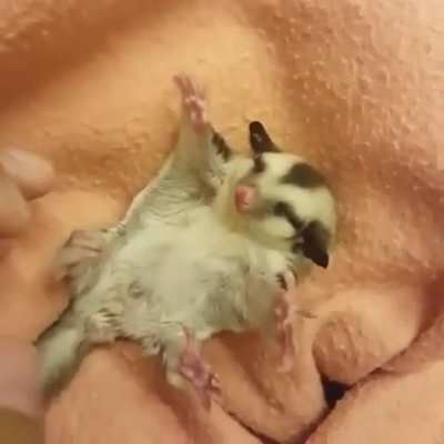 Sugar Glider living his best life