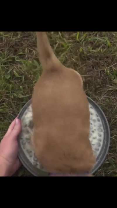 The Golden Braincell