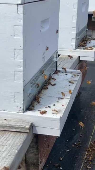 Bee amazed! New bees do a little swirly dance to learn where their hive is and I made a slo mo of their dance!