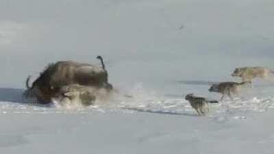 Bison literally throws its friend to the wolves