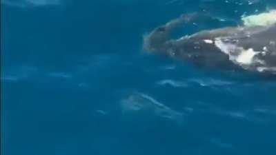 Australian man rides a whale carcass surrounded by sharks.