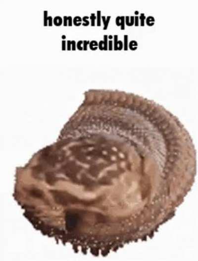 honestly quite incredible