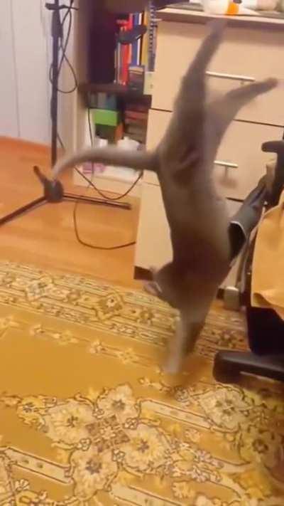 All 9 lives started flashing...