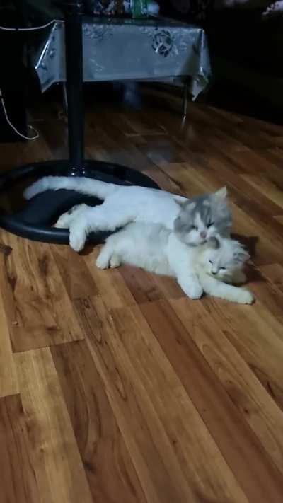 They say she's the Maine star of the show