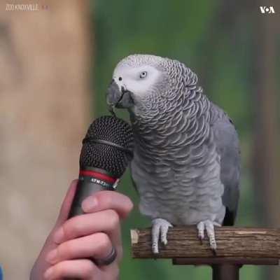 The way this birdie talks