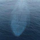 🔥 The Mighty Blue Whale