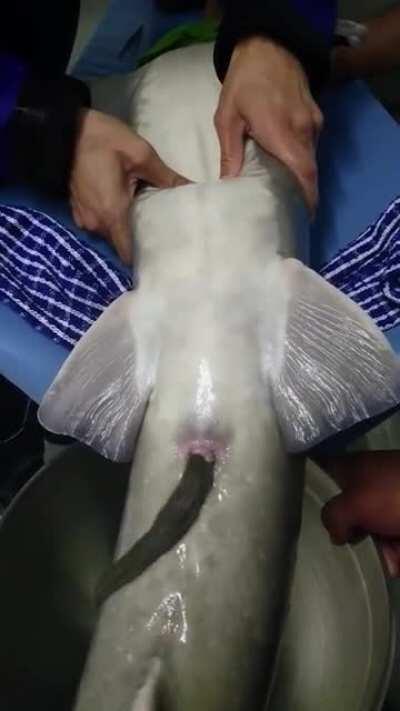 Thanks, I hate caviar