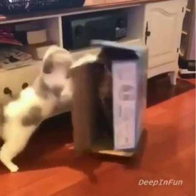 That second cat is remarkably chill