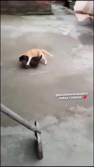 Pack of wild dogs attack cat