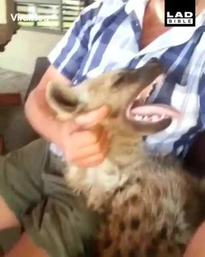 You pet. I laugh. That's the law.