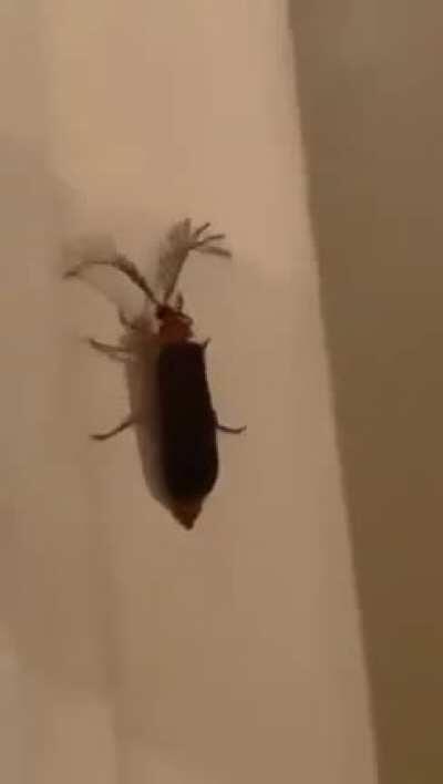eyelash bug