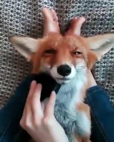 Brush the fox