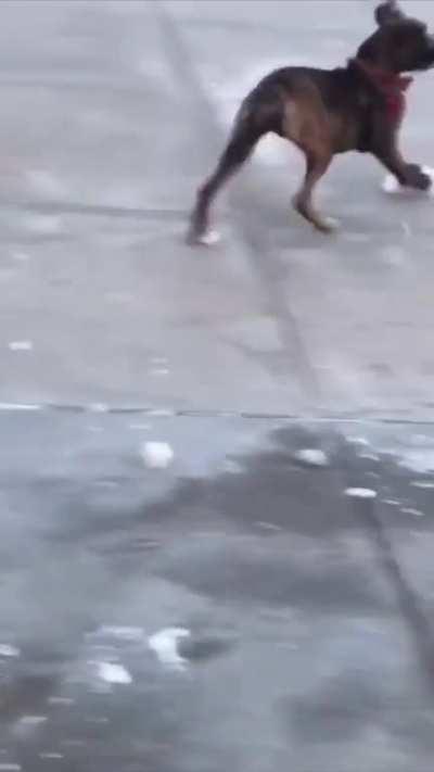 Average Boxer Behaviour