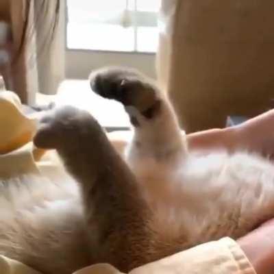 the things i have to do ............