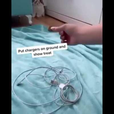 Как отучить кролика жевать провода: 1. Берём провода; 2. Даём кролику вкусняху ...