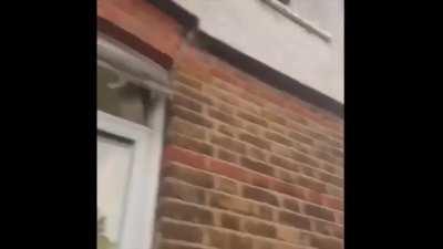 Ma, there's a weird cat outside!