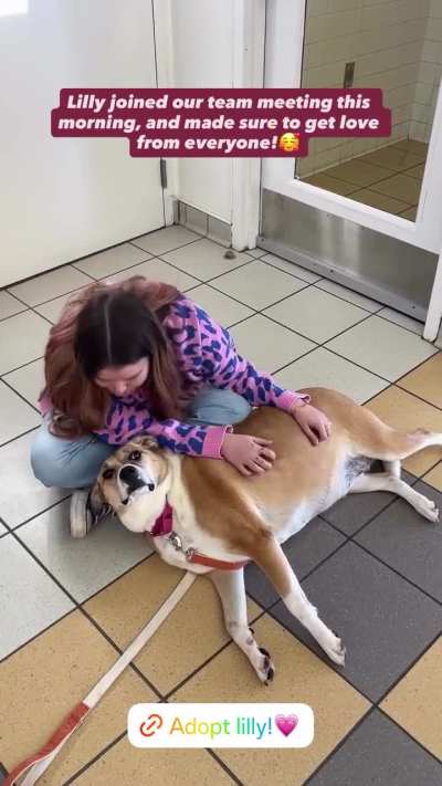 Adopt Lilly. NHA IG Story. November 12th 2025