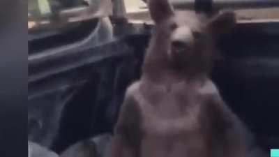 WCGW Eating a lot of mad honey ( andromedotoxine)