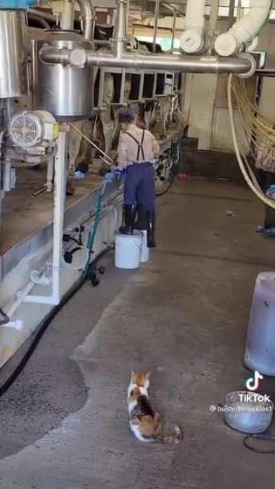 Check out these young Mennonite bucket walkers getting things done on the dairy farm