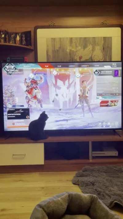 Someone asked for a follow up to my cats enjoying Apex. Here’s Heihei totally unbothered by Revenant. Only cucumbers scared cats, confirmed.