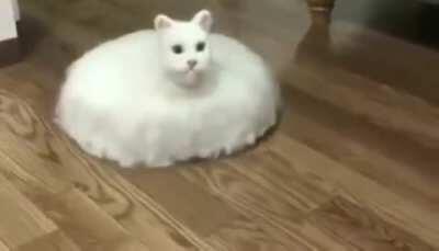 Gato con lag pero sin lag. UPVOTE 😎😎🥵👺👺