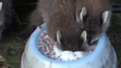 Raccoon doesn't know how to drink properly