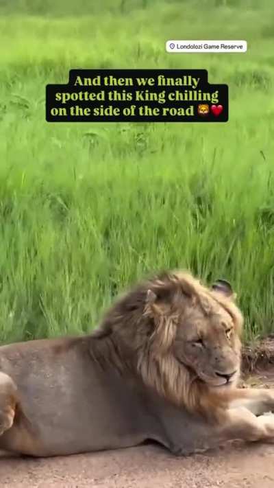 Im thrilled to see the three young Torchwood males again--they're the sons of Kruger Male! The young lad who fractured his front paw when he was very little has grown so robust now, which is truly heartening. His two brothers have always stayed