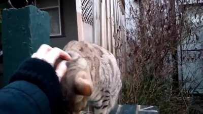 Chatty Aussie cat in Melbourne