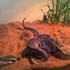 Did you know snakes fart like humans