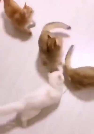 Perfect kitties loop