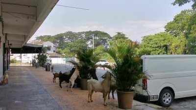 Company: Decorative plants. Kambing: It's free buffet.