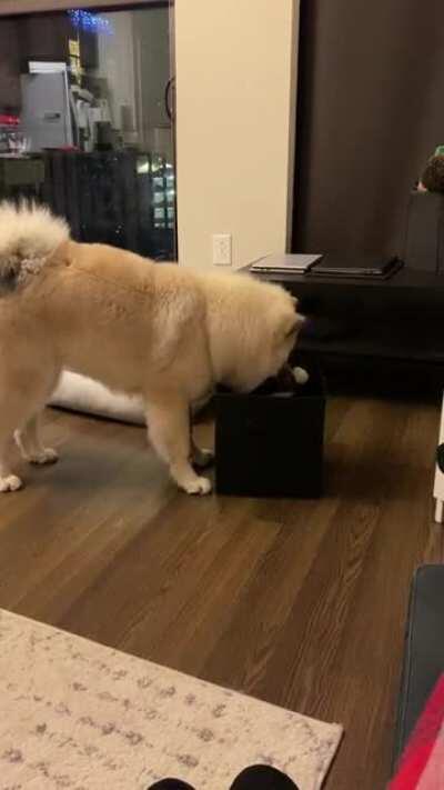 Teaching my 6 month old pup to tidy his toys!! He learned it in half a day 😭