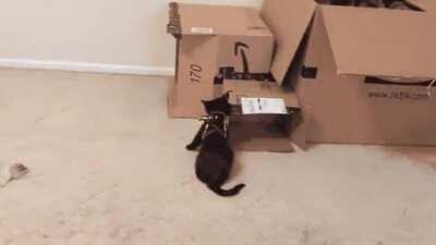 Started harness training my kittens. I now have 1 kitten and 1 rabbit.