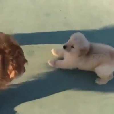 Elder dog meets a puppy