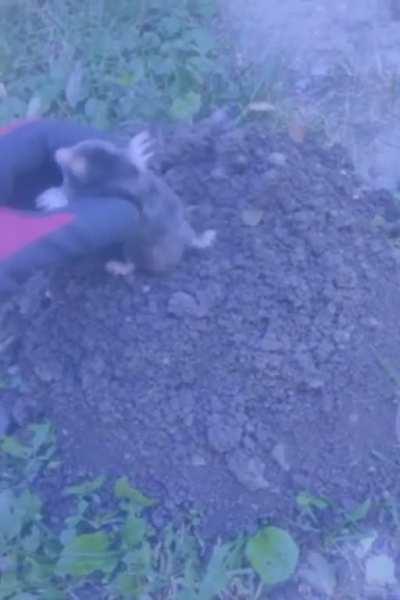 I'm bloodabadeebadaboodibadeebadubiboo