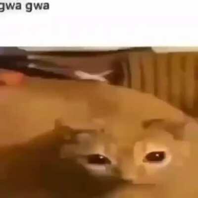 Gato gwagwa