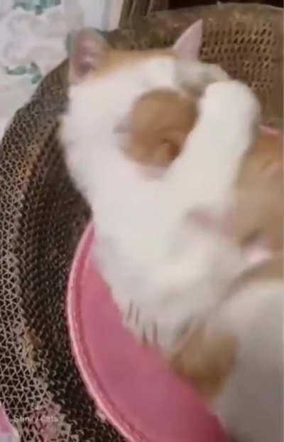 I love you my little kitten