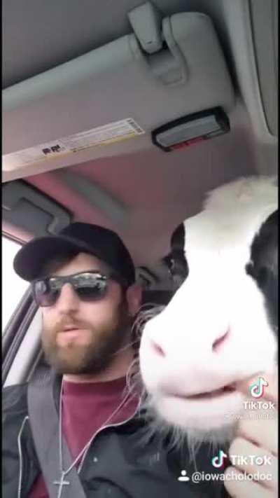 Bringing a cow to DQ