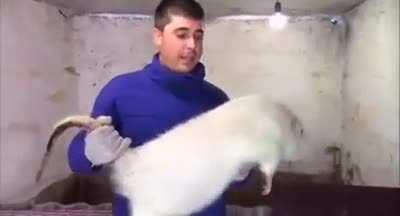 Absolute Unit of a rat