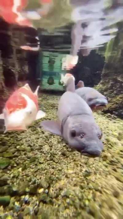 🔥 This is how clean the roadside drainage channel in Japan is