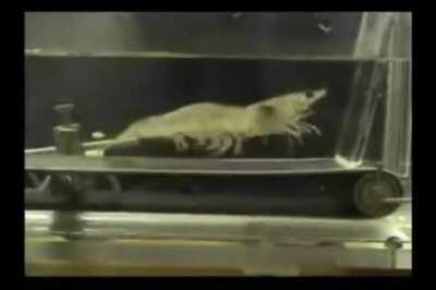 Shrimp are decapod crustaceans with elongated bodies and a primarily swimming mode of locomotion – most commonly Caridea and Dendrobranchiata. More narrow definitions may be restricted to Caridea, to smaller species of either group or to only the marine s