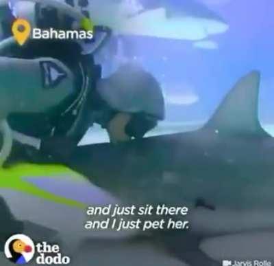 Humanity Restored: Removing Hooks from Sharks.