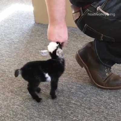 Nose is the sweet spot