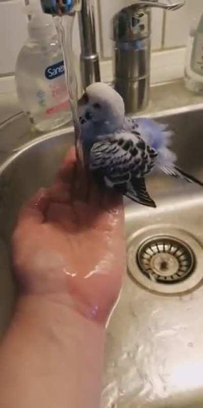If you feel alone when you wash hands, you might want a budgie. You will never be alone again and your waterbill wont be too low 😂😅🐦
